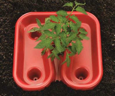 Automator Tomato Trays By Dalen Products