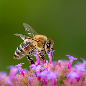 bee pollinating on a flower blossom