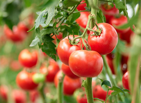 Best Tomato Growing Products