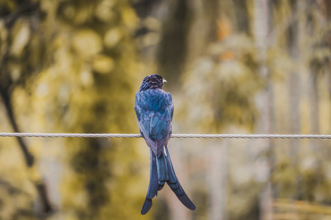 blue bird sits on wire, viewed from behind