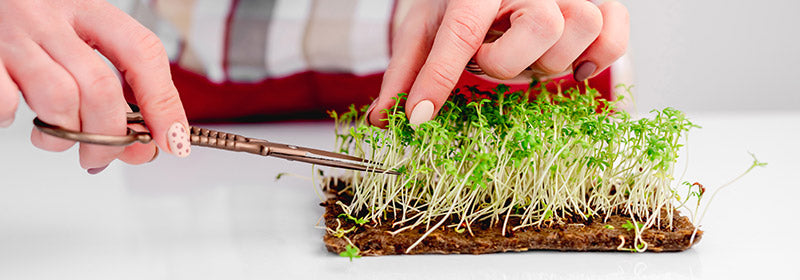 clipping organic microgreen