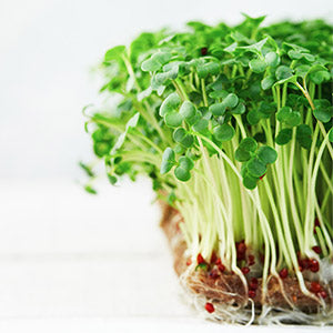 Close up of microgreen broccoli growing on a linen