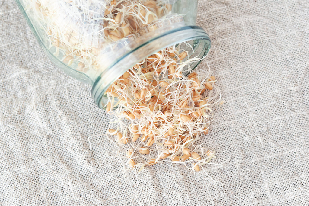 germinated in a jar wheat sprouts