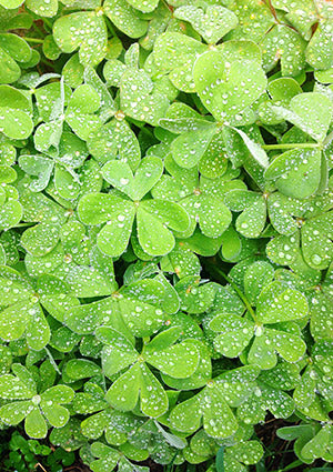 Green clover