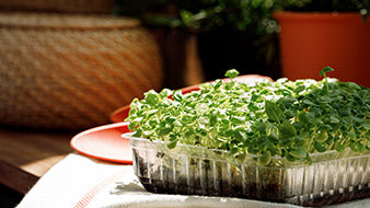 growing microgreens outdoors in a daylight