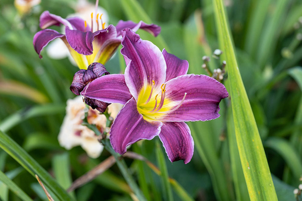 purple and yellow daylily close up