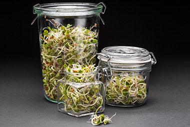 sprouted seeds in open mouth jars