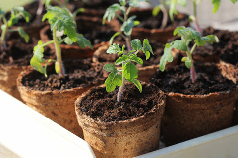 start your tomatoes indoors this year with Dalen Products