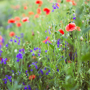 Wildflowers at sunset