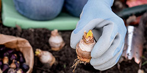 woman holding flower bulb closeup