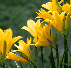 yellow-and-orange-day-lily-garden-flowers