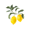 Citron