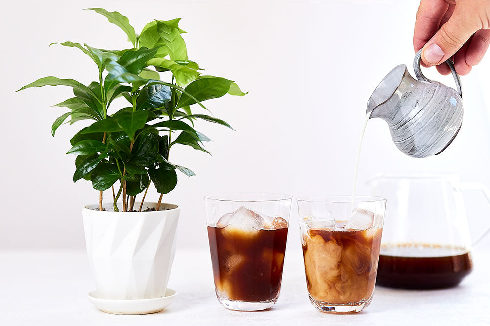 How to make iced coffee – Artisan Coffee Co.