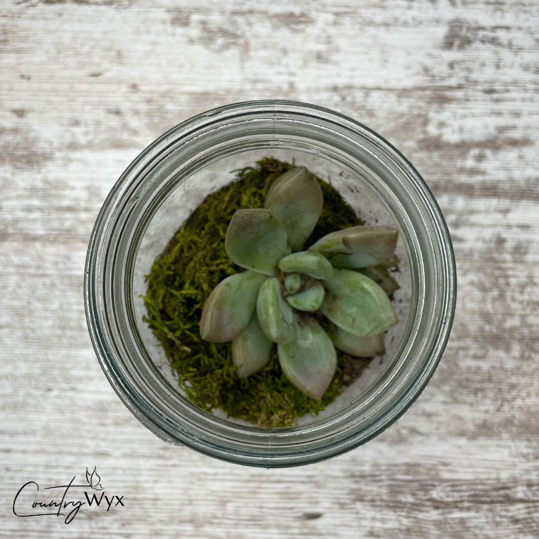 DIY Mason Jar Fairy Garden - add succulent