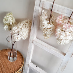 Hydrangea paniculata in the process of drying by the hanging and vase method.