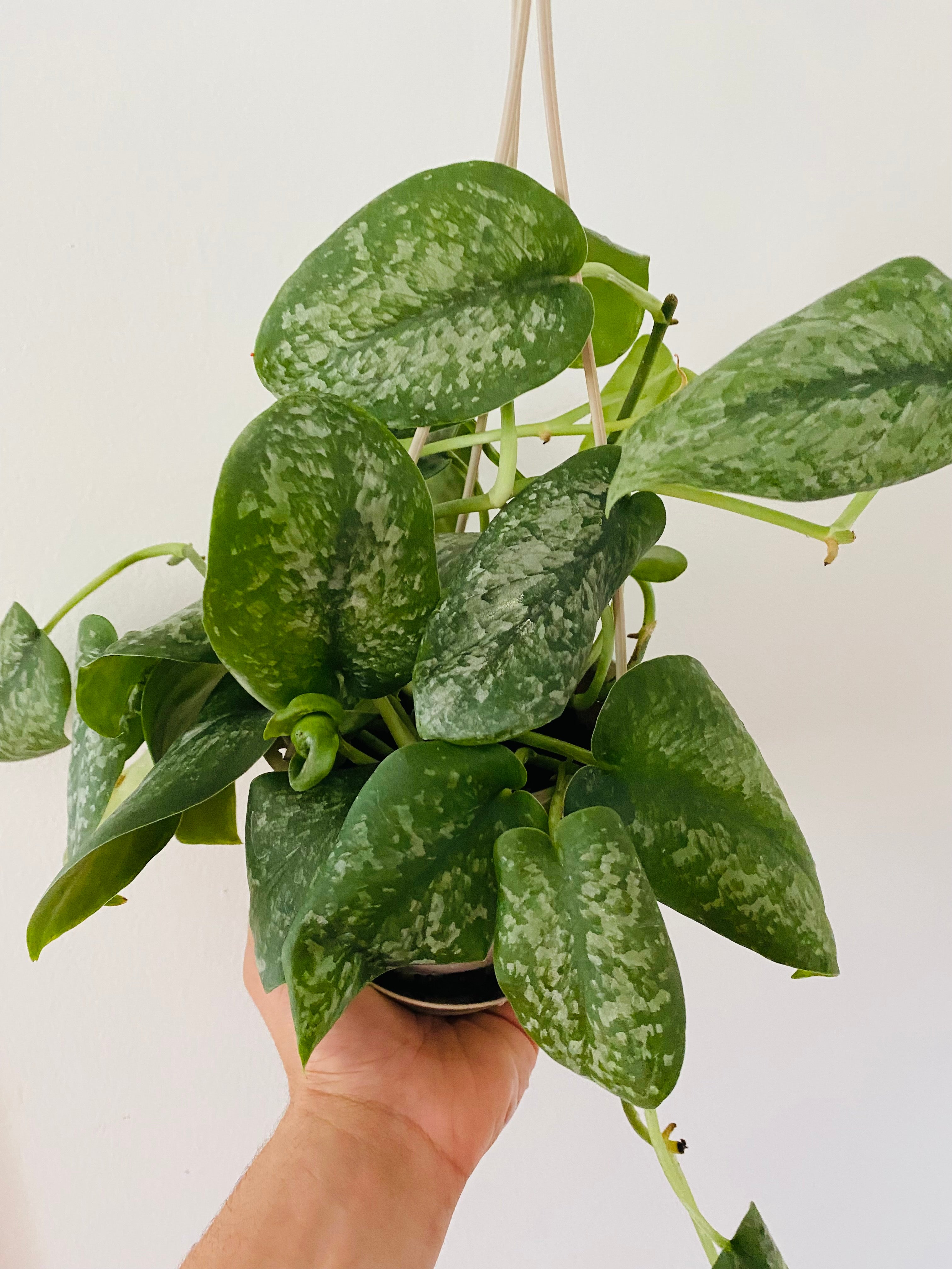 Epipremnum Pinnatum Neon 'Kujang's Flame' - Grown on Totem - 8 Pot –  Brumley & Bloom