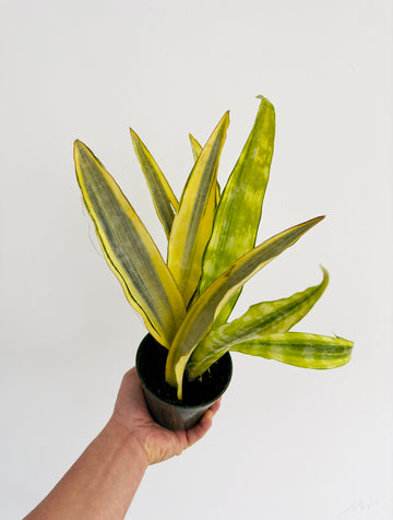 Sansevieria Aubrytiana Variegated - Rare Snake Plant - 4" Pot
