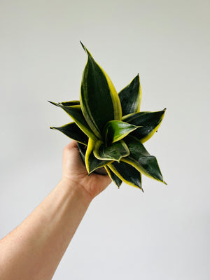 Dark Star Sansevieria - Snake Plant - 4" Pot - Brumley & Bloom