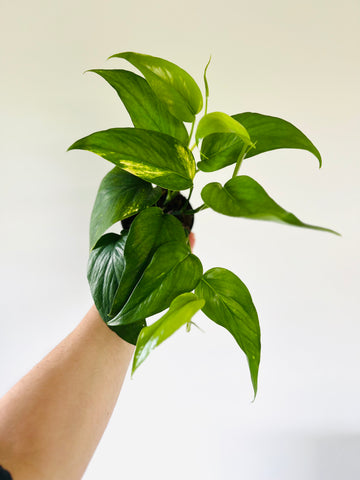 Epipremnum Pinnatum Aurea Variegata 'KUJANG'S FLAME' Live