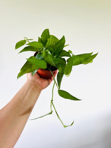 Epipremnum Pinnatum Neon 'Kujang's Flame' - Grown on Totem - 8 Pot –  Brumley & Bloom