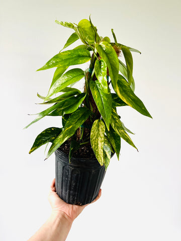 Epipremnum Pinnatum Albo Variegated 6″ pot – 305 Greenery, Inc.