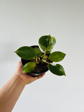 Epipremnum Pinnatum Neon 'Kujang's Flame' - Grown on Totem - 8