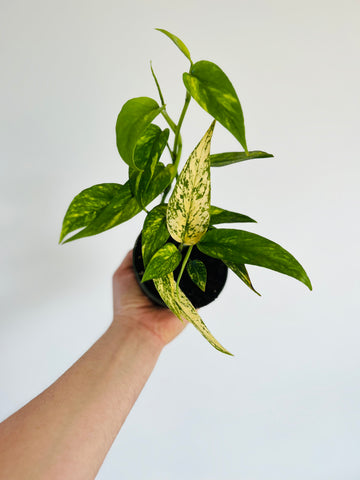 Epipremnum Pinnatum Aurea ‘Yellow Flame’ - Trailing - 4 Pot