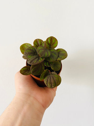 Variegated Raindrop Peperomia 'Verdant Flame' (Var. Peperomia