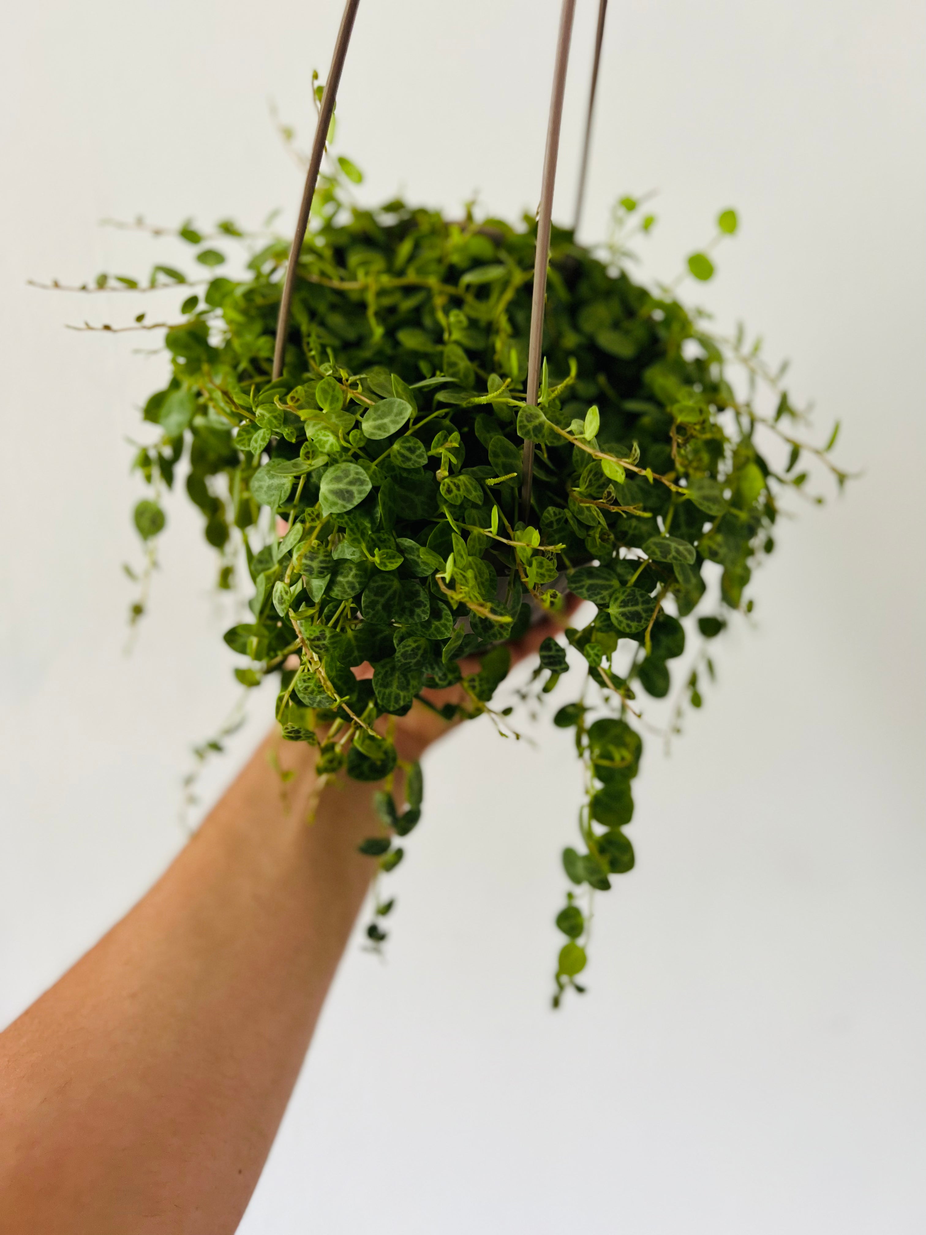String of Turtles - Peperomia Prostrata - 6" Hanging Basket