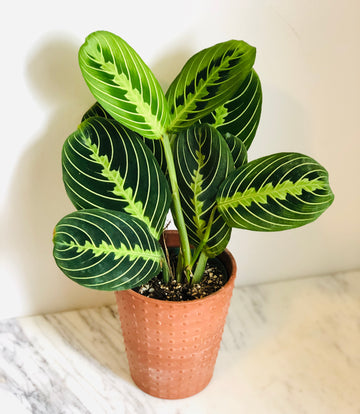 Epipremnum Yellow Flame Aurea - Small – PlantyTown