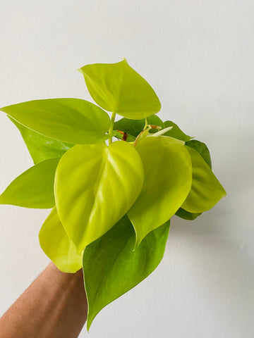 Epipremnum Pinnatum Neon 'Kujang's Flame' - Trailing - 4 Pot – Brumley &  Bloom