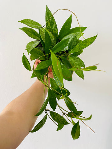 Hoya Pubicalyx Red Buttons - Gabbar Farms