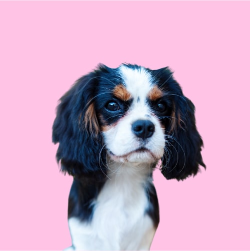 are king charles spaniels hypoallergenic