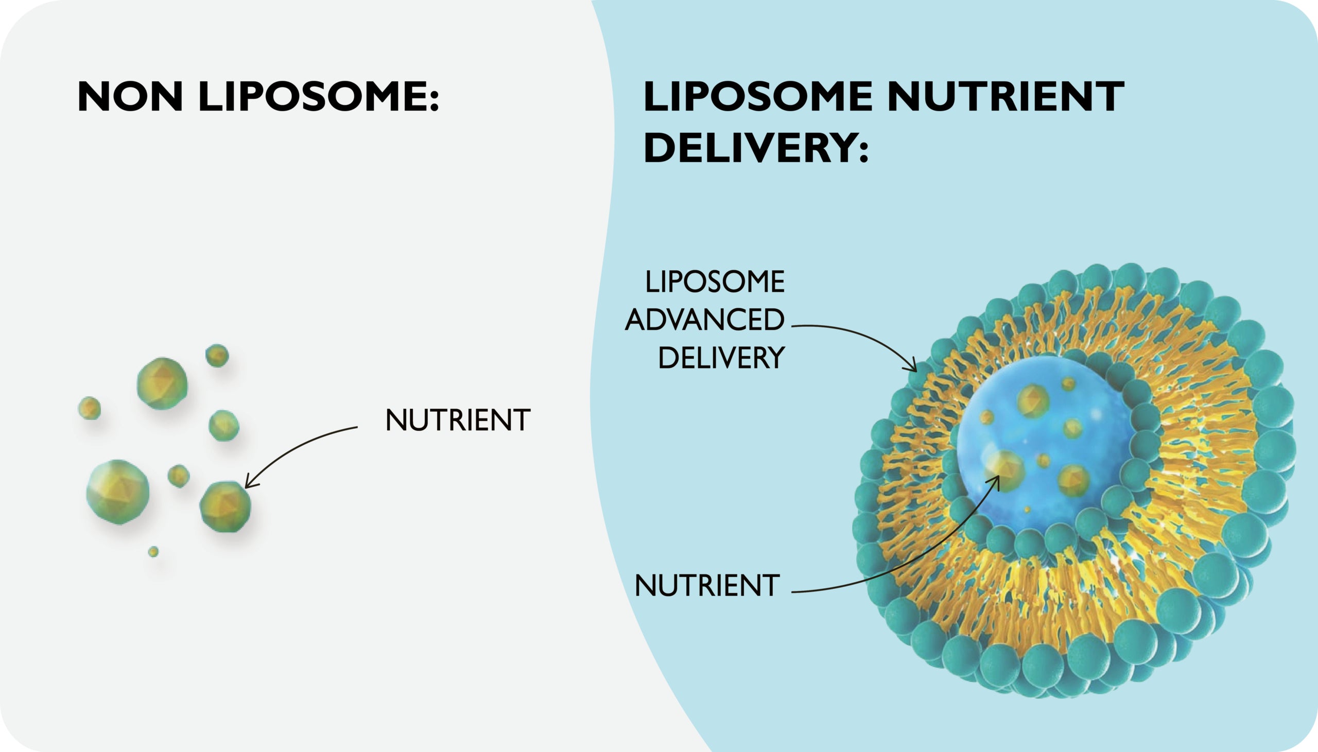 Liposomal