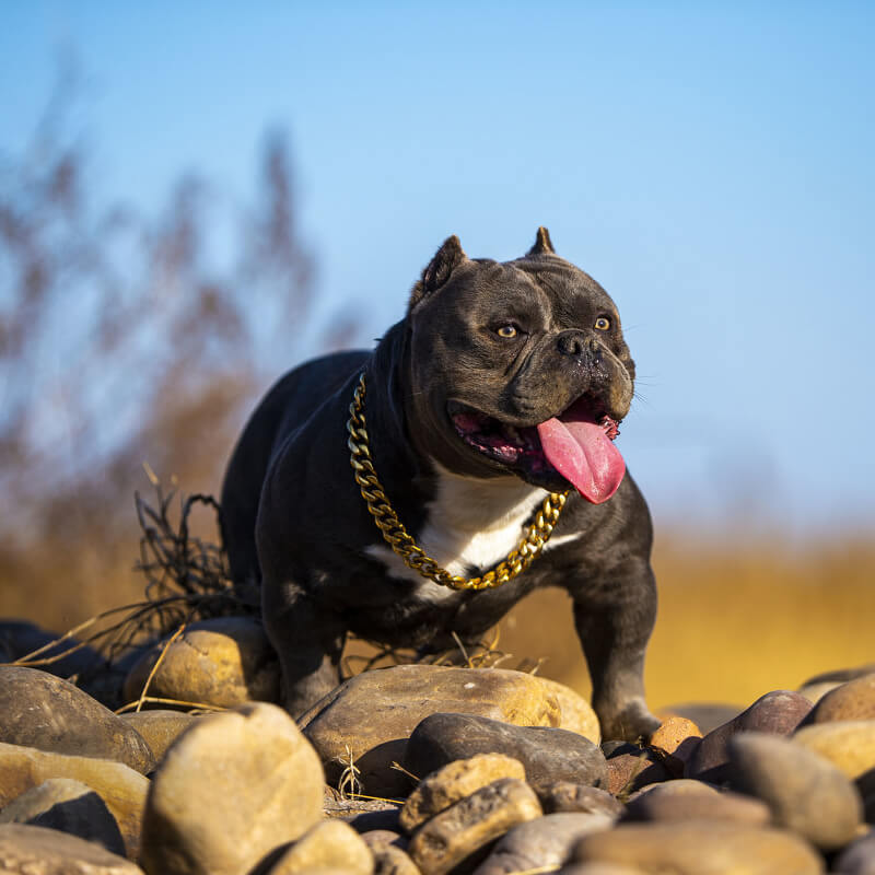 Dogchy: Gold Cuban Link Dog Collars