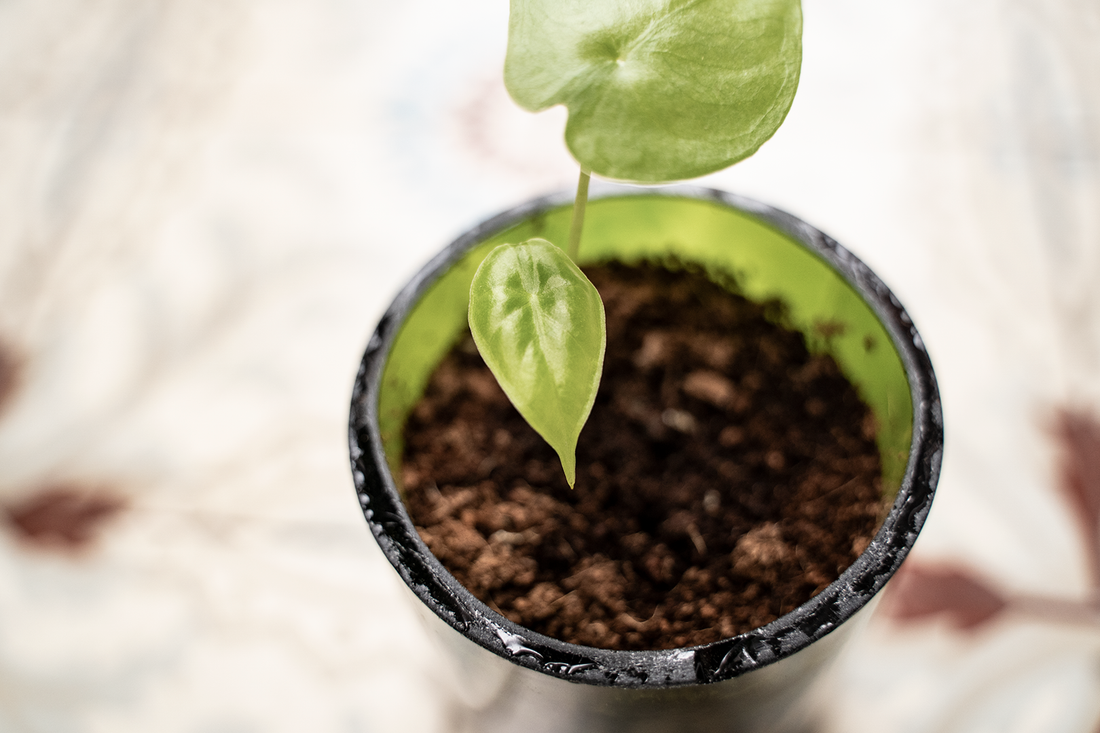 tekort shit slijtage Groeispurtjes: waarom groeit mijn plant zo snel/zo traag? – Blad Steen  Schaar