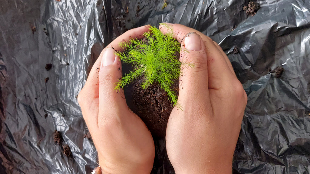 sierasperge gezaaid met kamerplant zaden van blad steen schaar