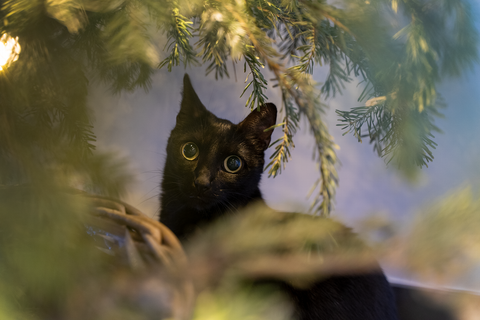 kat onder de kerstboom