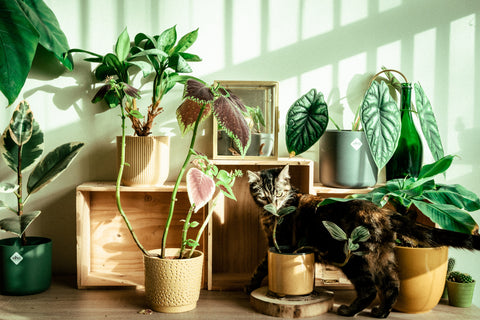 Kat op kast met planten