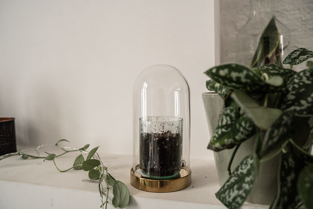 glazen stolp met een kamerplant zaadje van Blad Steen Schaar