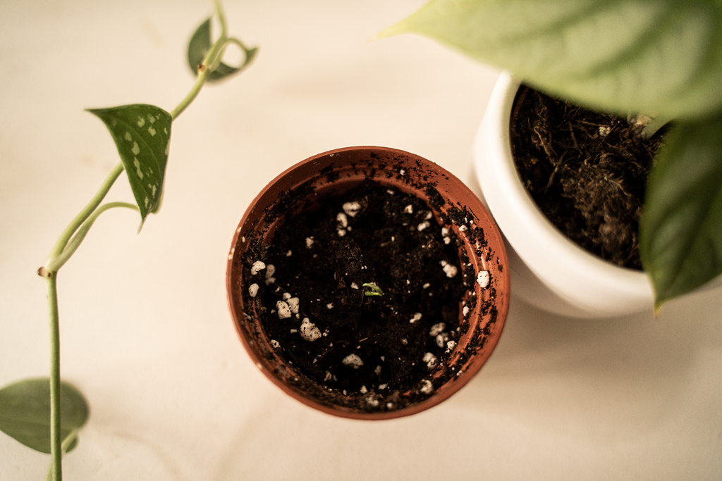 kiemplantje gezaaid met kamerplant zaden van Blad Steen Schaar