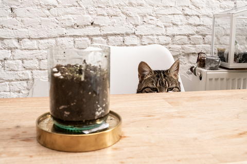 Kat aan tafel