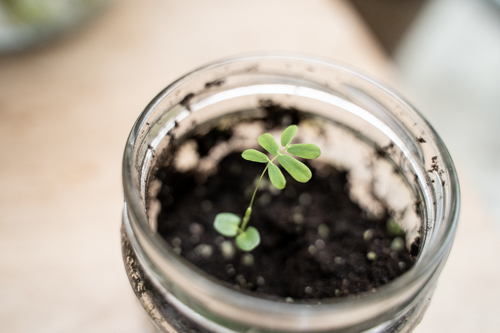 mimosa pudica kiemplant gegroeid vanuit kamerplant zaden