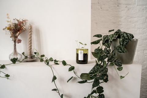 remusatia kiemplantje gekweekt uit kamerplant zaden in een upcycled flessenpotje van Blad Steen Schaar