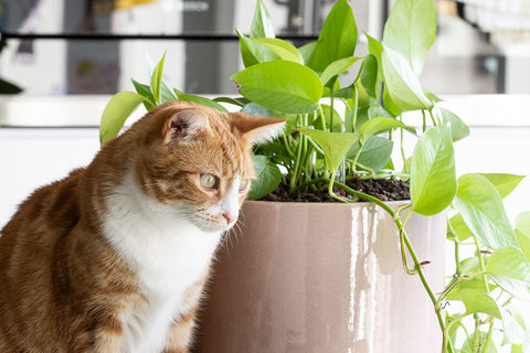 Tips om katten van je kamerplanten weg te houden – Blad Steen Schaar
