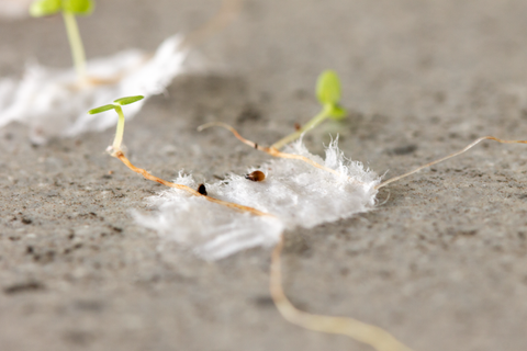 kiemplantjes van ficus benjamina zaden op keukenpapier met wet-towel methode 