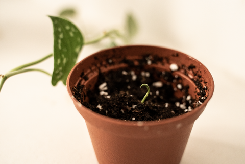 open plantenpotje met kiemplantje gezaaid met kamerplant zaden