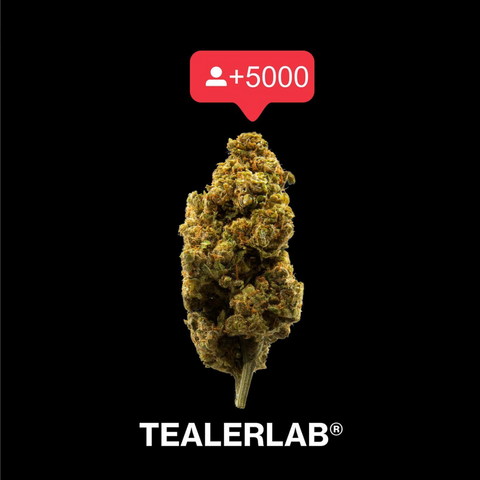 Fleurs de CBD, c'est quoi ? Tealerlab