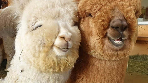 alpacas