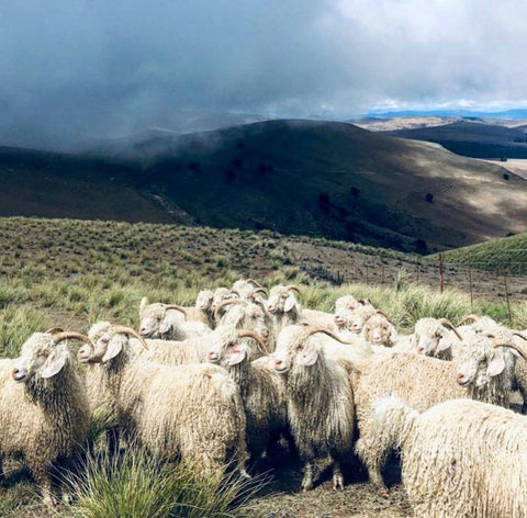 Angora-goat-mohair-socks